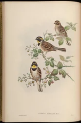 Euspiza elegans = Emberiza elegans